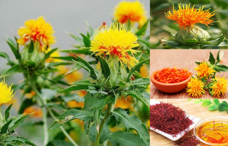 Hồng Hoa (Carthamus tinctorius L.)